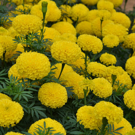 Big Duck Yellow F1, Marigold Seeds - Packet image number null